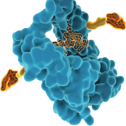 Antibody Detail