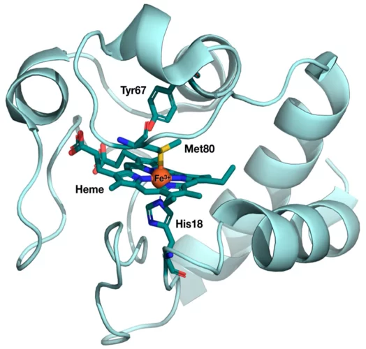 Cyt C structure