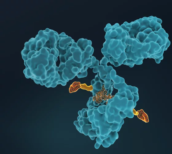 ADCs (Anbibody Drug Conjugates) consist of highly potent cytotoxic agents conjugated to antibodies through a specific linker. This molecular format enables the highly selective delivery of any payload to the diseased tissue, while healthy parts of the human body are spared.