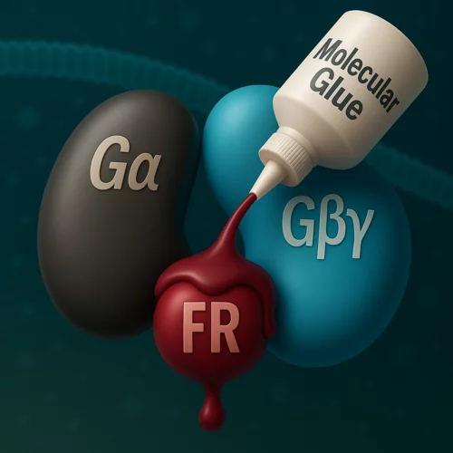 Cartoon depicting FR as a molecular glue for Gα and Gβγ