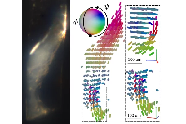 Tomographic Müller-polarimetric microscopy, Thumbnail