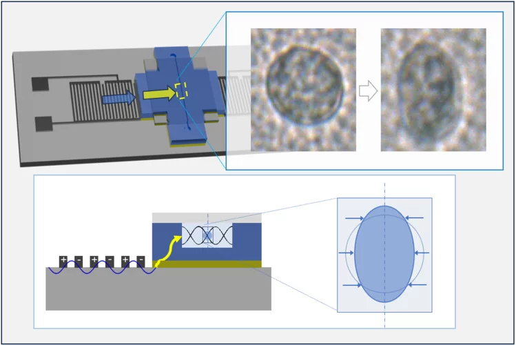 Manipulating microscopic object with sound by hybrid acoustic tweezers for moving and deforming tiny objects with a reusable surface-acoustic-wave (SAW) chip and a disposable microfluidic cartridge