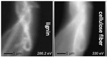 STXM-lignocellulose