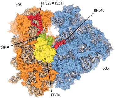Model of the eukaryotic ribosome (taken from Klinge et al.)